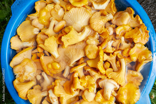  Yellow chanterelles mushrooms in the bucket