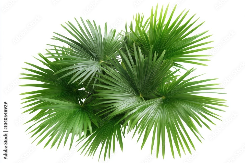 Green palm tree leaves on white background. Green palm tree leaves on white background.