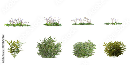 Set of pteridophytes adiantum,Corallodiscus plants isolated on white background photo