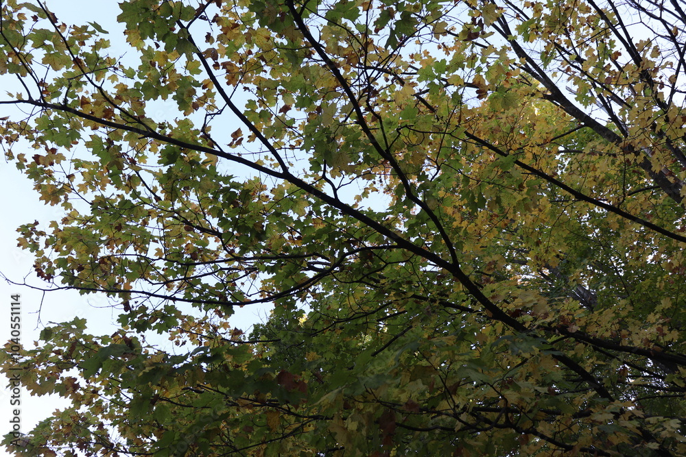 Fototapeta premium leaves against the sky