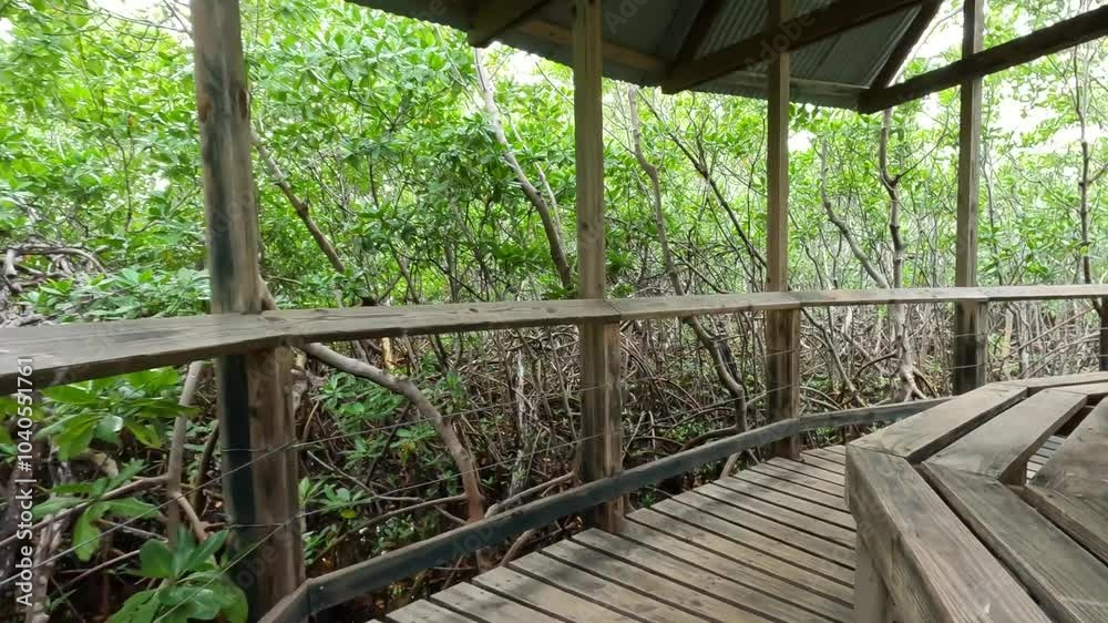 walking on wooden slats nature walk in mangrove forest reserve fajardo puerto rico (las cabezas de san juan preserve) bridge boardwalk trail path caribbean travel destination hiking adventure tourism
