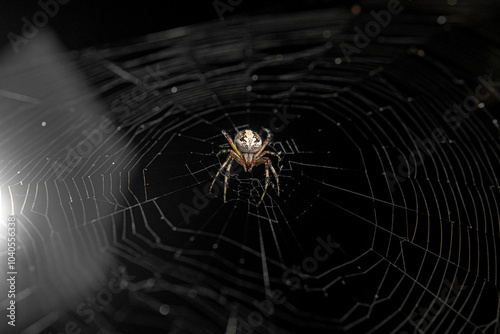 Araña de halloween en telaraña en horizontal