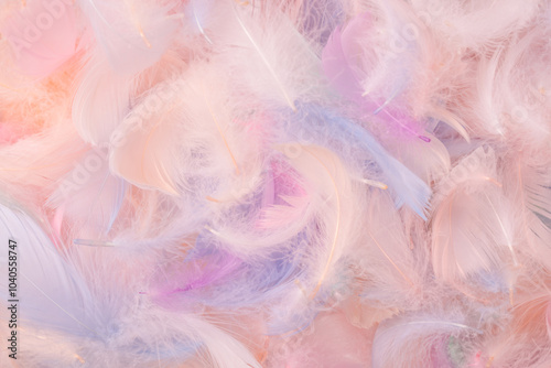 Colorful feather background, top view.