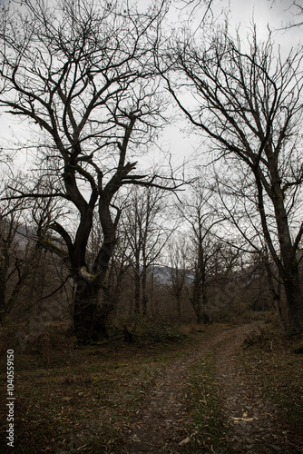 Landscape with beautiful fog in forest on hill or Trail through a mysterious winter forest with autumn leaves on the ground. Road through a winter forest. Magical atmosphere. Azerbaijan nature