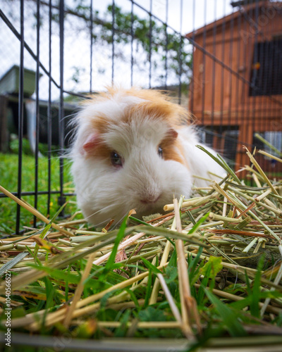 guinea pig