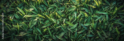 Fresh green grass covering the ground in a peaceful outdoor setting during da...