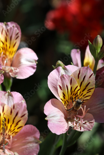 bee collecting nectar from the astromelias flower photo