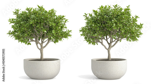 Obraz na płótnie Tropical House Trees in Modern Pots Against a Transparent Background Generative AI w salonie