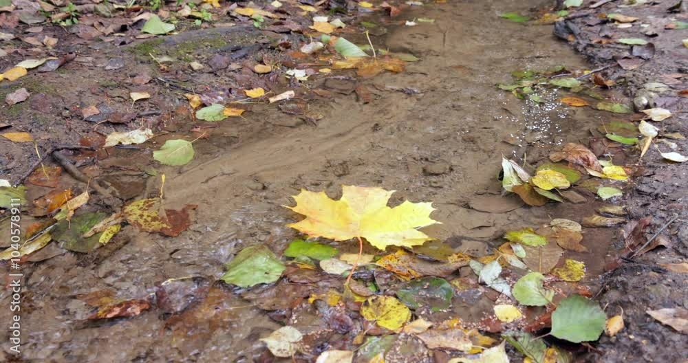Slow motion of a vibrant autumn maple leaf floats gracefully on a muddy puddle, surrounded by scattered fallen leaves, capturing the serene essence of a crisp fall day in nature. Slow motion of a vibrant autumn maple leaf floats gracefully on a muddy puddle, surrounded by scattered fallen leaves, capturing the serene essence of a crisp fall day in nature.