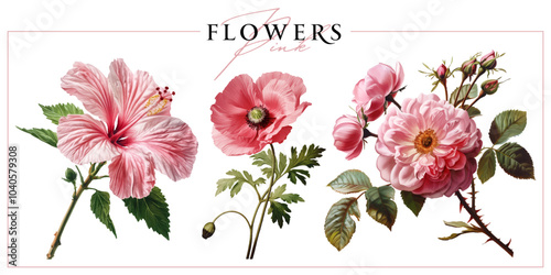 Pink garden flowers isolated on a white background. Vintage painting style illustration.