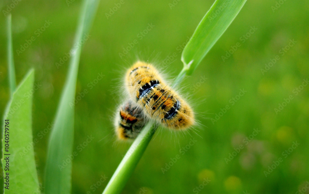 Fototapeta premium caterpillar