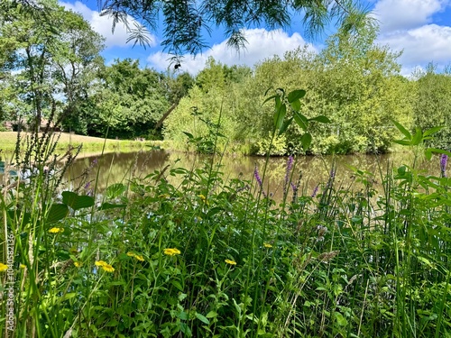 view of a small sologne pond in a forest on a sunny summer day
