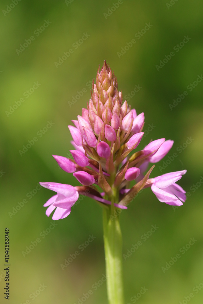 Orchis pyramidal (Anacamptis pyramidalis)
Anacamptis pyramidalis in flower
Orchis pyramidal (Anacamptis pyramidalis)
Anacamptis pyramidalis in flower