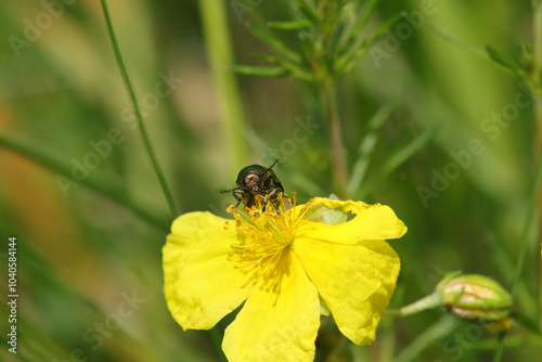 Cryptocephalus aureolus
Cryptocephalus aureolus in its natural element
 photo