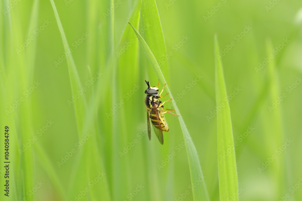 Fototapeta premium Chrysotoxe prudent (Chrysotoxum cautum) Chrysotoxum cautum in its natural element 