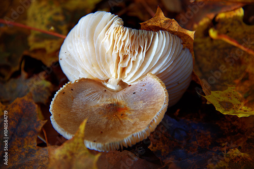 Two white mushrooms with lamellas photo