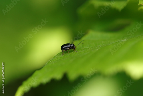 Cryptocephalus nitidus
Cryptocephalus nitidus in its natural element
 photo