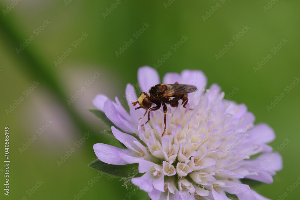 Sicus ferrugineus
Sicus ferrugineus on an unidentified flower or plant
Sicus ferrugineus
Sicus ferrugineus on an unidentified flower or plant