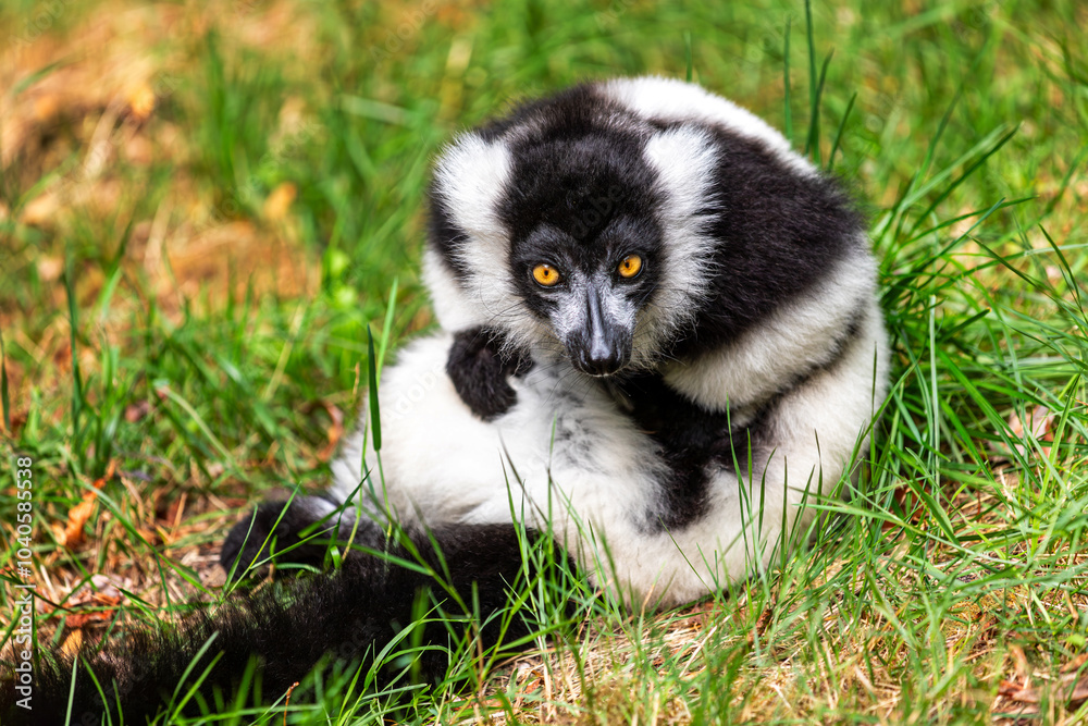 Fototapeta premium View of sitting Black-and-white ruffed lemur on the green meadow