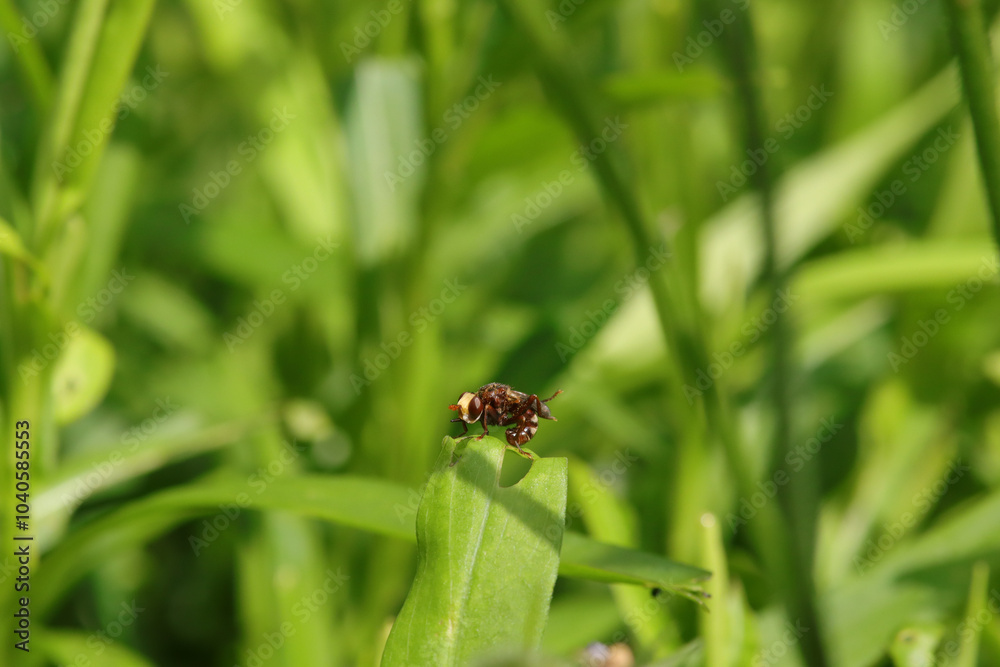Sicus ferrugineus
Sicus ferrugineus on an unidentified flower or plant
Sicus ferrugineus
Sicus ferrugineus on an unidentified flower or plant