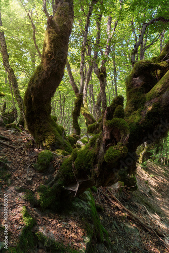 Details of old beech trunk covered with moss