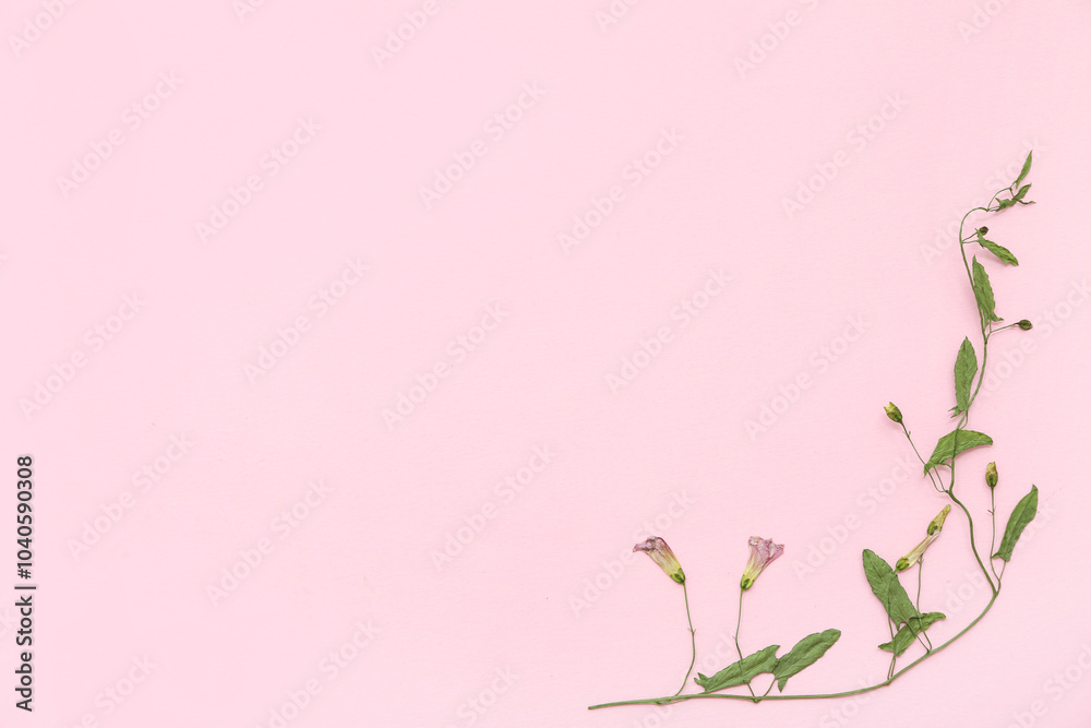Fototapeta premium Dried flowers on pink background