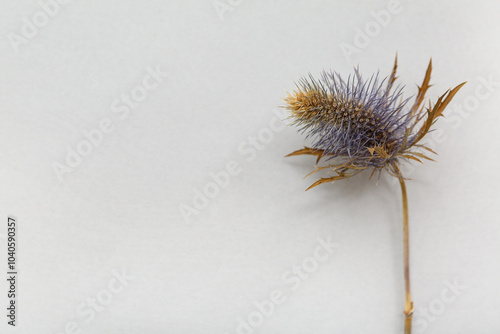 Dried flower on grey background