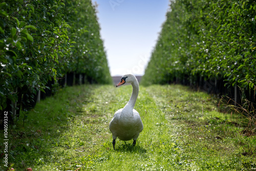 Fototapeta Naklejka Na Ścianę i Meble -  Einzelner Schwan zwischen Bäumen und blauem Himmel