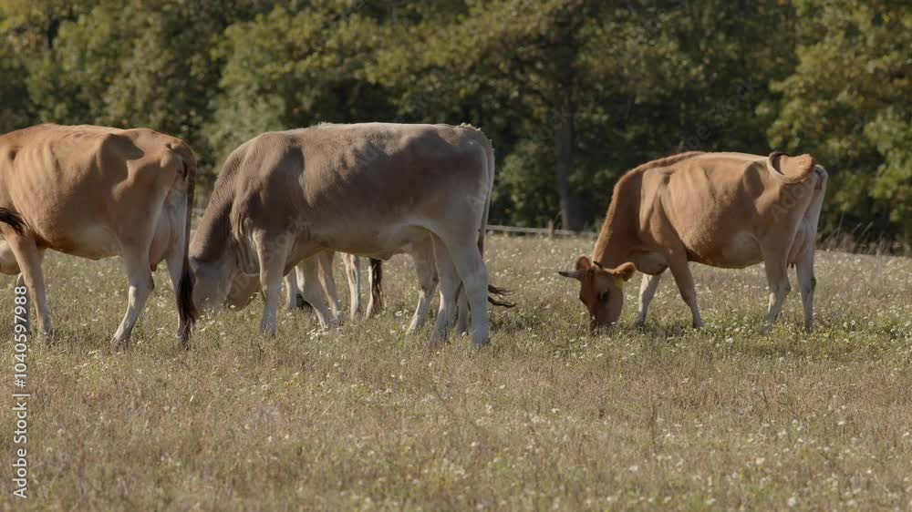A serene and peaceful scene featuring cows grazing leisurely on a beautiful sunny day in a lush green pasture A serene and peaceful scene featuring cows grazing leisurely on a beautiful sunny day in a lush green pasture