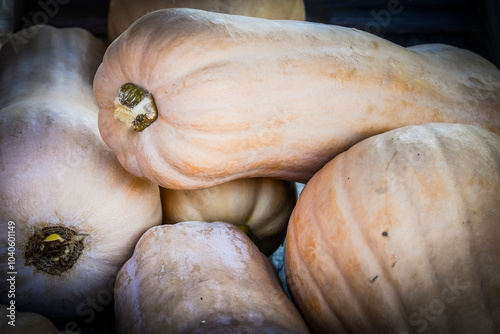 Quadro su tela Matilda, Cucurbita moschata, Speisekürbis, Kürbis, Kürbisernte, Kürbisfest, Herb