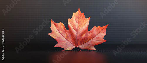 Single Red Maple Leaf Isolated on Black Background  Autumn Nature Photography, Single Red Maple Leaf Isolated on Black Background  Autumn Natur photo