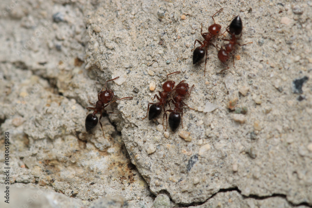 Black carpenter ant macro photo Black carpenter ant macro photo