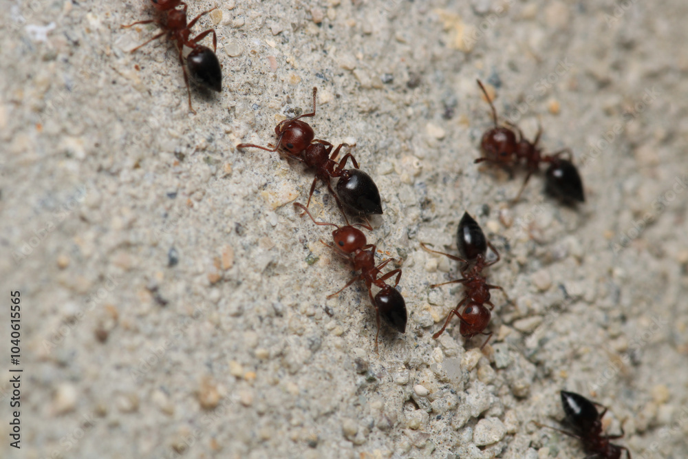 Black carpenter ant macro photo Black carpenter ant macro photo