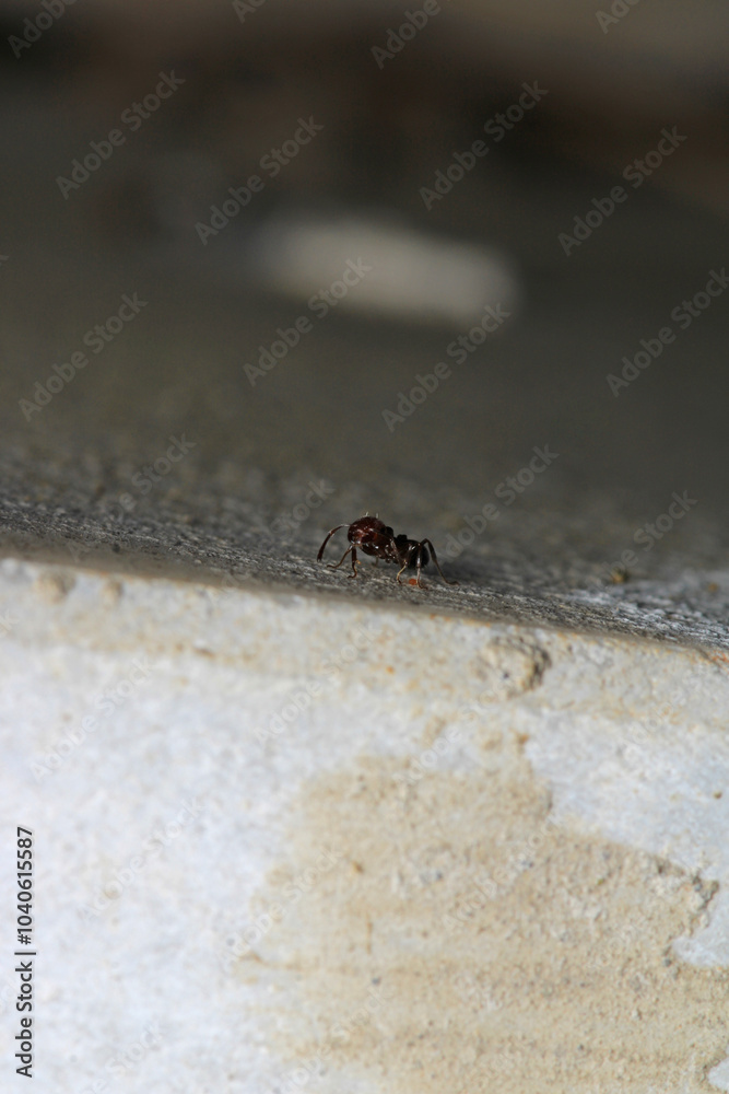 Black carpenter ant macro photo Black carpenter ant macro photo