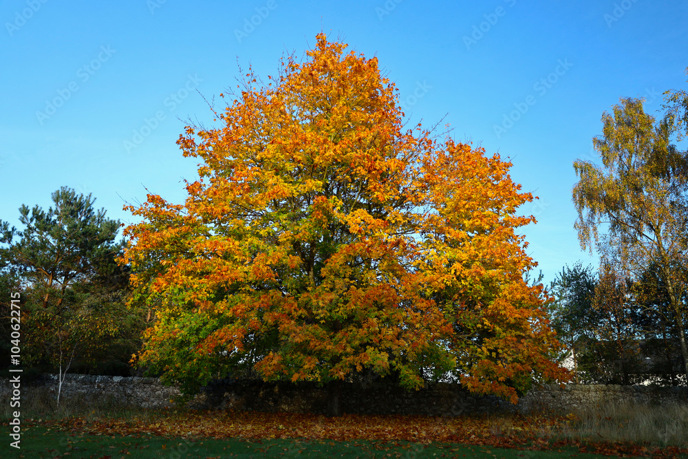 Naklejka premium Beautiful yellow Norway maple tree leaves in autumn