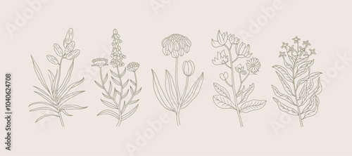 Wallpaper Mural Delicate Botanical Collection: An Unique Floral Illustrations Set Torontodigital.ca