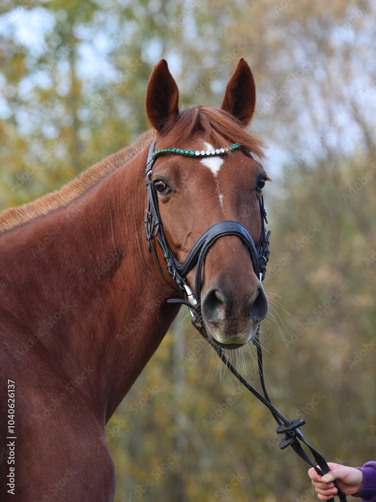 Fototapeta premium Portrait of a sports thoroughbred horse in autumn background
