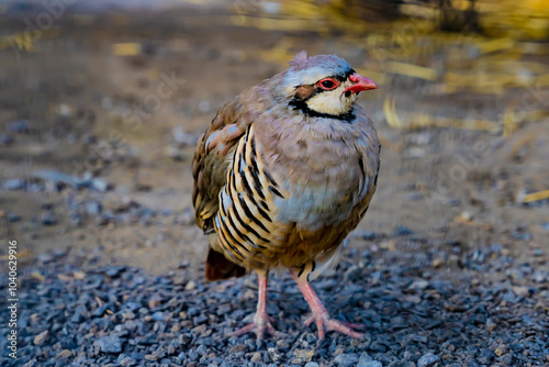 Chukar partridge standing on rocky ground in natural habitat. Wildlife bird photography. Ornithology and nature concept. photo