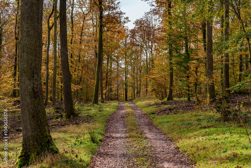 A Scenic Autumn Pathway Surrounded by Lush Woods Filled with Vibrant Colors and Serenity