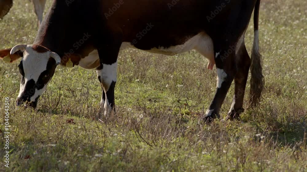 A serene and peaceful cow peacefully grazing on lush, vibrant grass in a tranquil green meadow, embodying rural life A serene and peaceful cow peacefully grazing on lush, vibrant grass in a tranquil green meadow, embodying rural life