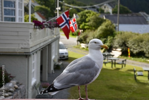 Seagull. Larus canus. Common gull - adult. Runde Island, Norway, August. photo