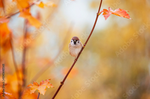 sparrow bird sitting on branch among golden autumn foliage