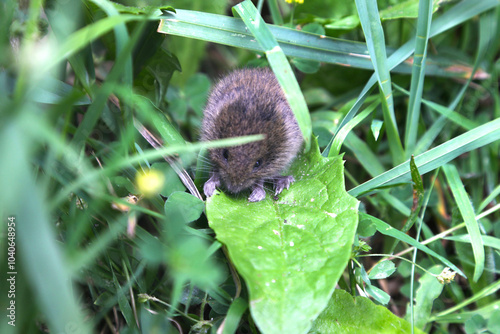 small mouse among the grass and leaves