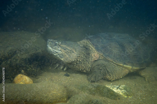 Common snapping turtle underwater on river bed