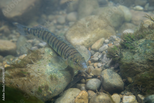 Fotografija Logperch darter foraging on a rocky riverbed