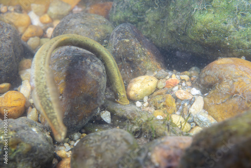 Mountain brook lamprey attached to rocks in a river