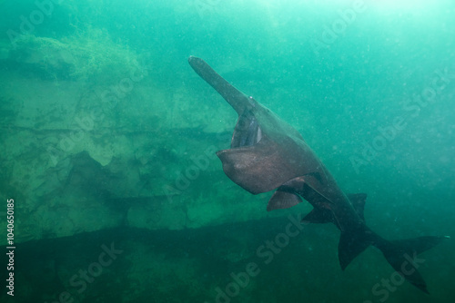 American paddlefish feeding on plankton in lake photo