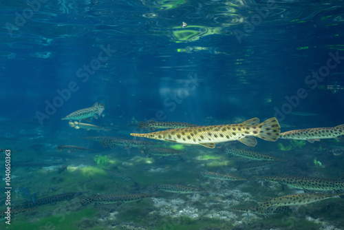 Large school of Florida gar underwater