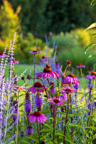 Flower field, summer garden in full color. closeup  pink Echinacea and Salvia subgenus Perovskia. 