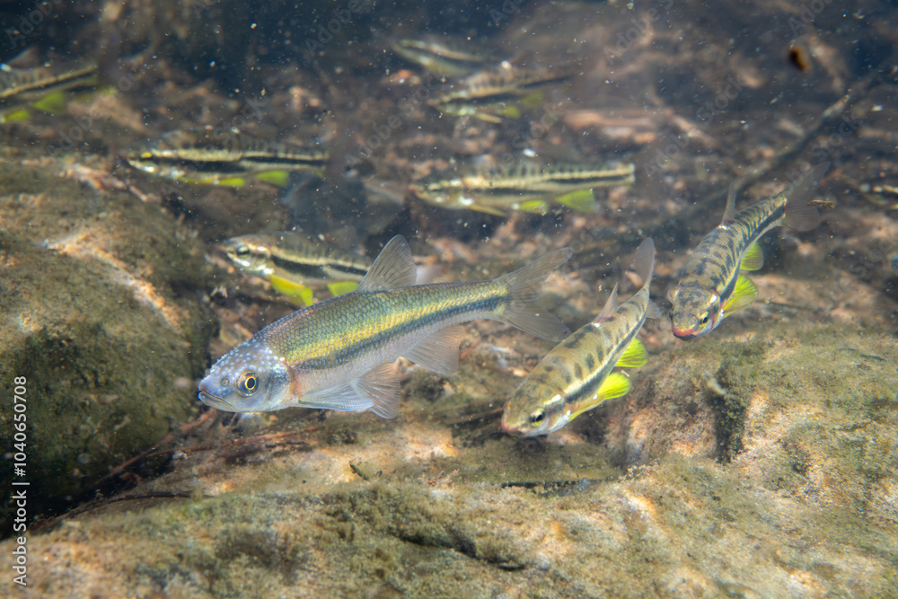 Fototapeta premium School of mountain redbelly dace and rosyside dace in river